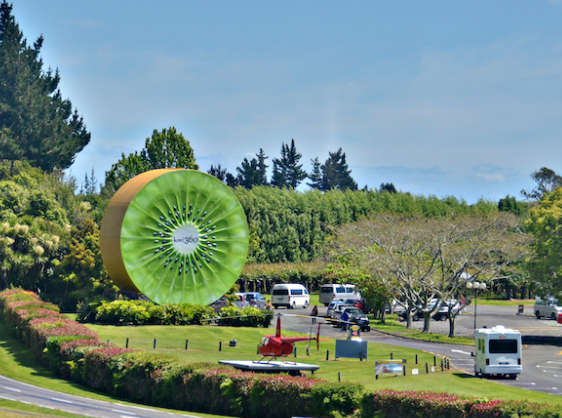 Windscreen service in Te Puke, Bay of Plenty